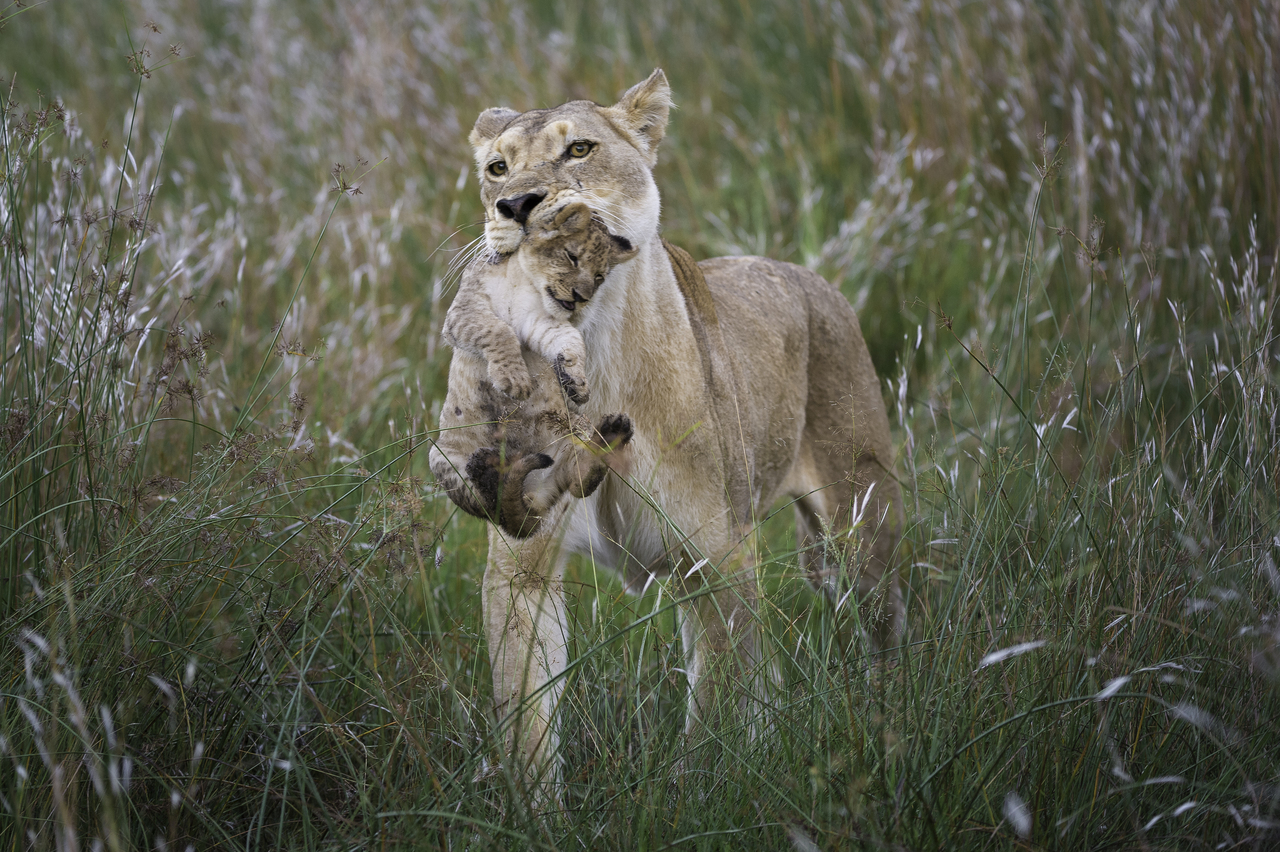 Big five safaris